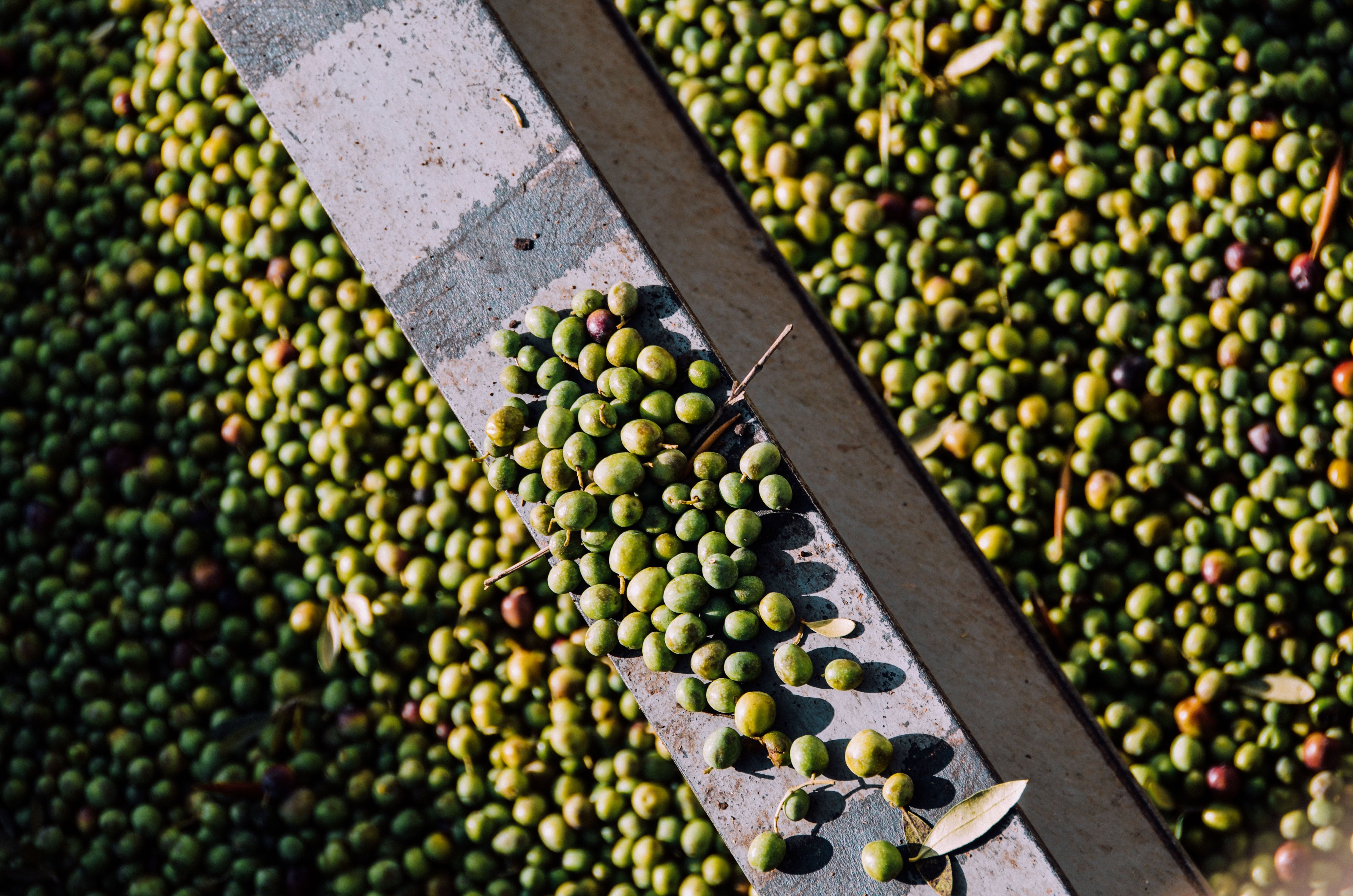 Todos nuestros aceites